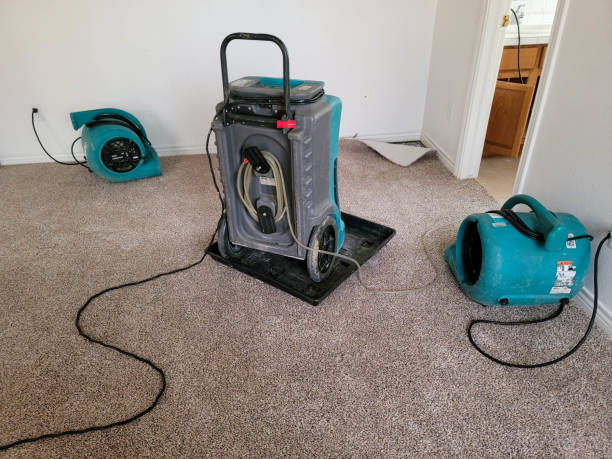Best Water damage restoration mold remediation  in Mount Ida, AR