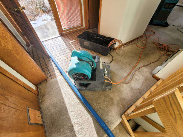 Best Carpet water damage restoration  in Mount Ida, AR